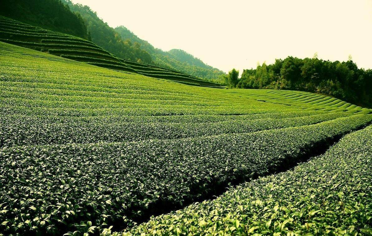 醉美茶山，只见茶山绿，未闻茶飘香。